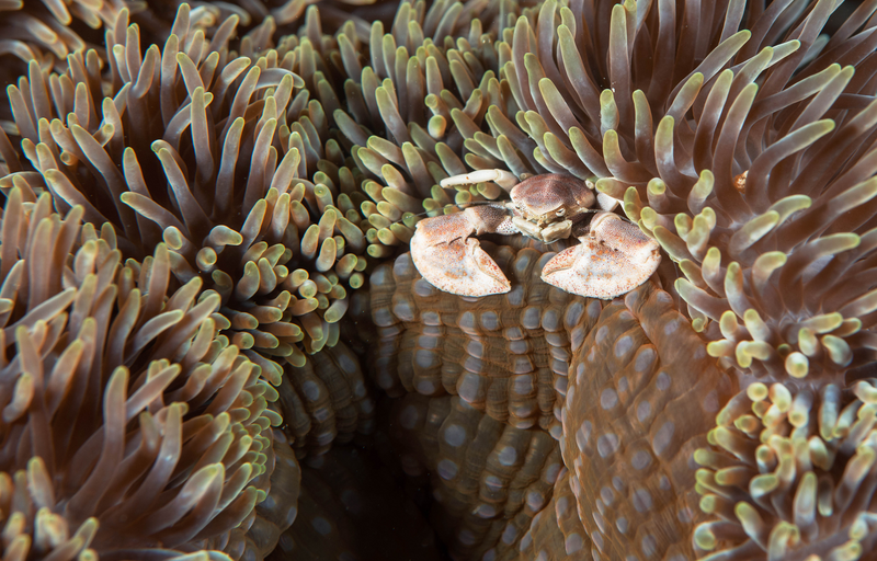Porcelain crab, Hideaway island, Diveplanit Diving Vanuatu, Port- Vila, Efate island, Shefa Province, Vanuatu, Photo: Vanuatu Tourism Office