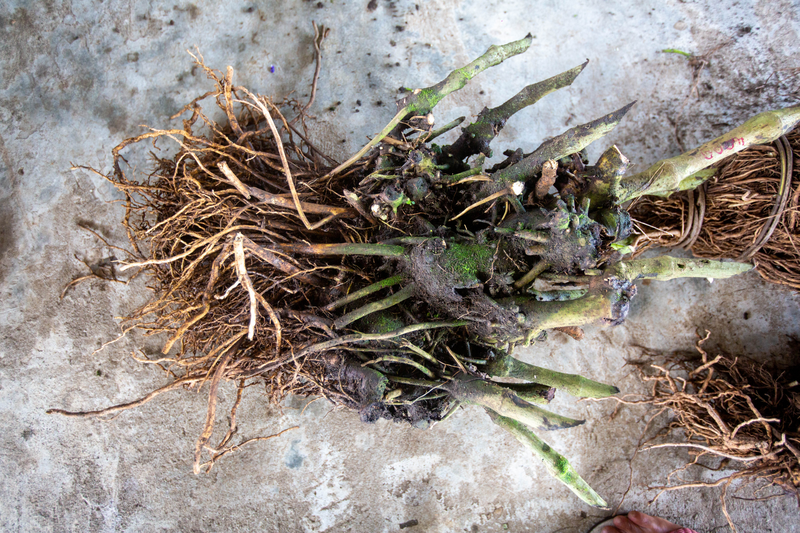 Kava roots, East Ambae island, Penama Province, Vanuatu. Photo: Vanuatu Tourism Office