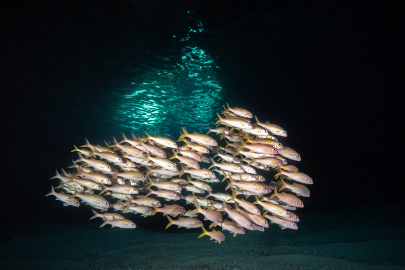 School of fish (yellow goatfish, smallmouth grunt) swims in clear water, Blue Cave, Tanna Island, Tafea province, Vanuatu. Photo: Vanuatu Tourism Office/Tom Vierus